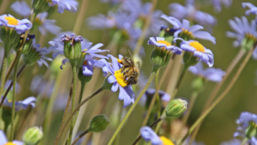 Foto einer Biene auf einer Margeriten-Wiese.